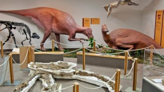 Depot Museum: dinosaur exhibit