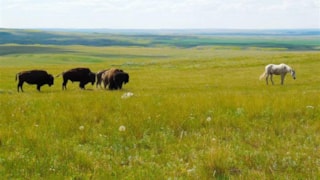 Aaniiih Nakoda Tours: 