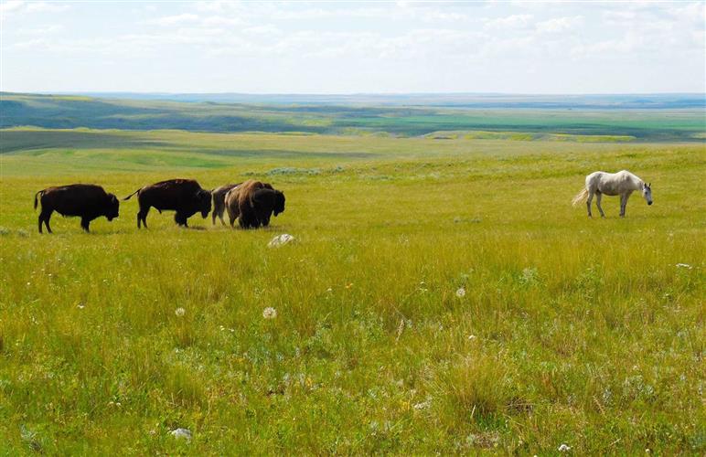 Aaniiih Nakoda Tours: 