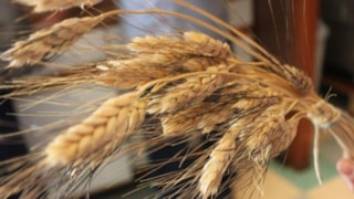 Kracklin' Kamut Brand Ancient Grain: Kamut Grain