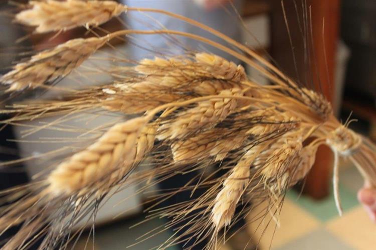 Kracklin' Kamut Brand Ancient Grain: Kamut Grain