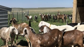 Windrift Hill: Windrift Hill herd