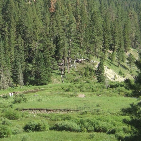 Central Montana Forest Lake