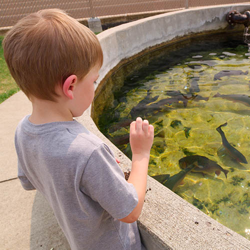 Child throwing food to trout at Big Springs Fish Hatchery