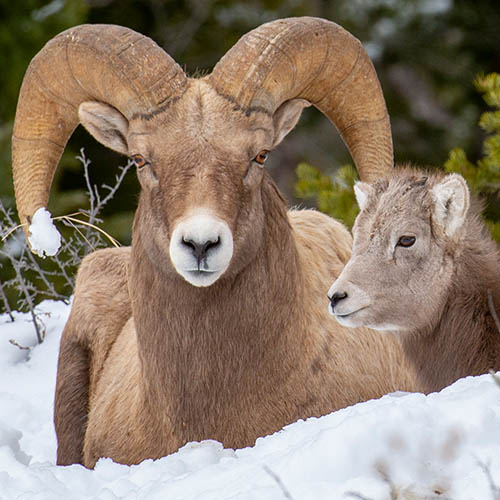 Bighorn Sheep