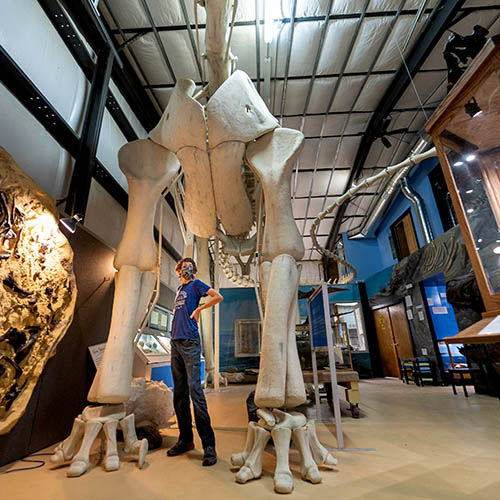 Fossils at Two Medicine Dinosaur Center