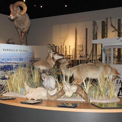 Display at Fort Benton museum