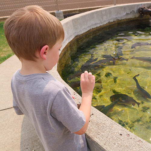 Child throwing food to trout at Big Springs Fish Hatchery