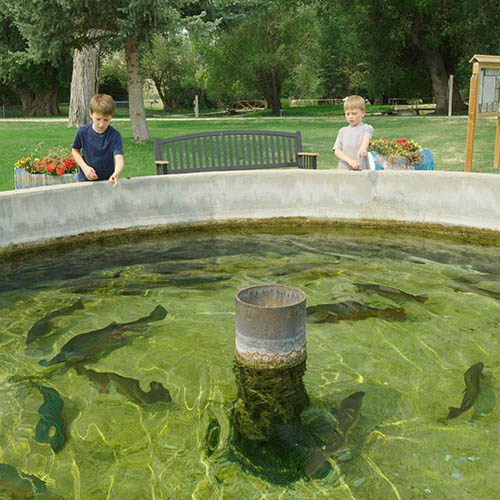 Child throwing food to trout at Big Springs Fish Hatchery