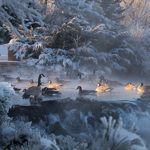 Canadian Geese at Giant Springs