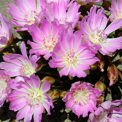 Bitterroot, Montana's state flower