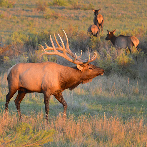 Bugling bull elk