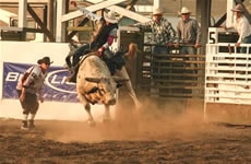 Marias River Stampede Rodeo