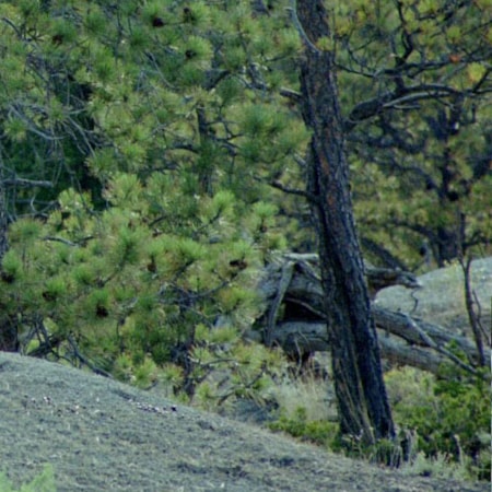 Central Montana Timber Creek Disperses Campground