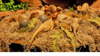 Depot Museum: exhibit