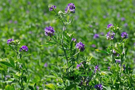 Central Montana Crops Alfalfa