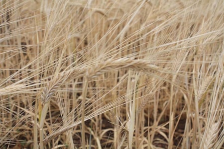 Central Montana Crops Barley