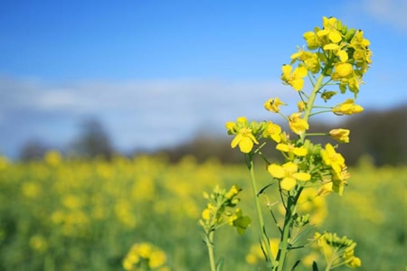 Central Montana Crops Canola