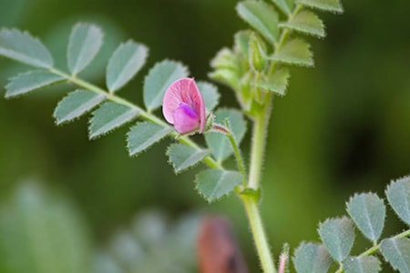 Central Montana Crops Chickpeas