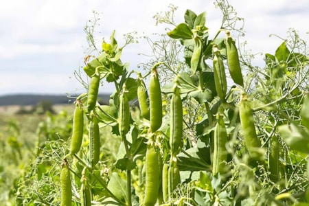 Central Montana Crops Field Peas