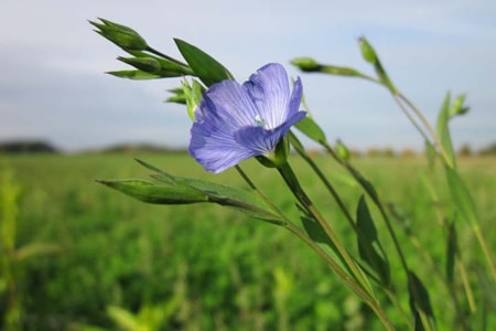 Central Montana Crops Flax