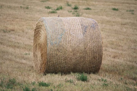 Central Montana Crops Hay
