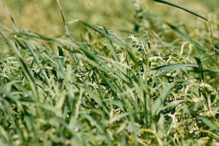 Central Montana Crops Hay Barley
