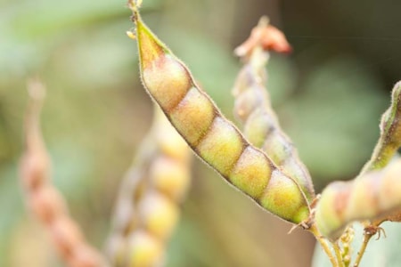 Central Montana Crops Lentils