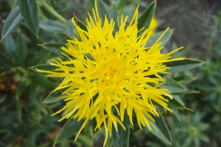 Central Montana Crops Safflower