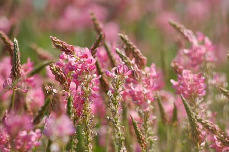 Central Montana Crops Hay Sainfoin