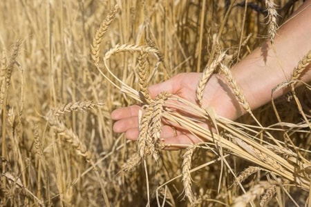 Central Montana Crops Spring Wheat