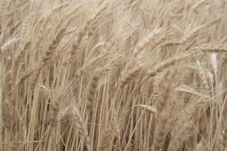 Central Montana Crops Winter Wheat
