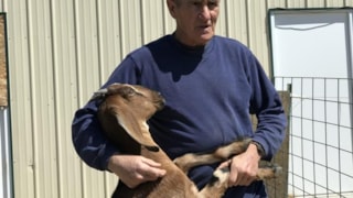 Windrift Hill: Windrift Hill goats