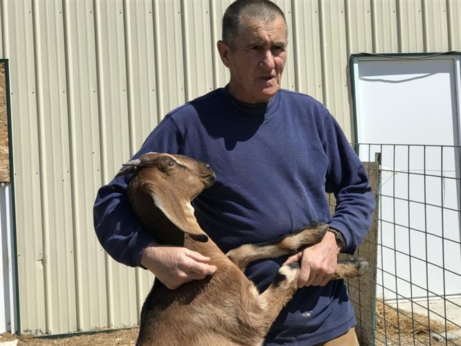 Windrift Hill: Windrift Hill goats