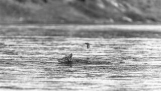 Missouri River Outfitters: 