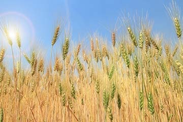 Central Montana Barley