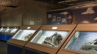 The Montana Dinosaur Center: 