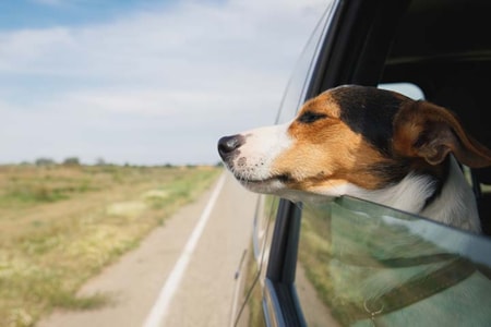 A dog with its head out of the window of a driving vehicle
