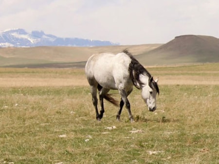Central Montana Rocky Mountain Front Community Choteau