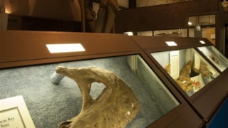 The Montana Dinosaur Center: 