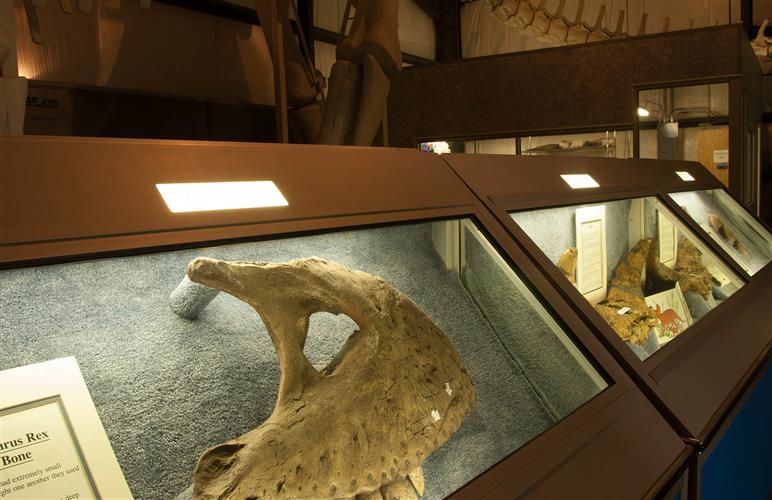 The Montana Dinosaur Center: 