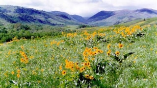 Beaver Creek Park: wild flowers at Beaver Creek Park