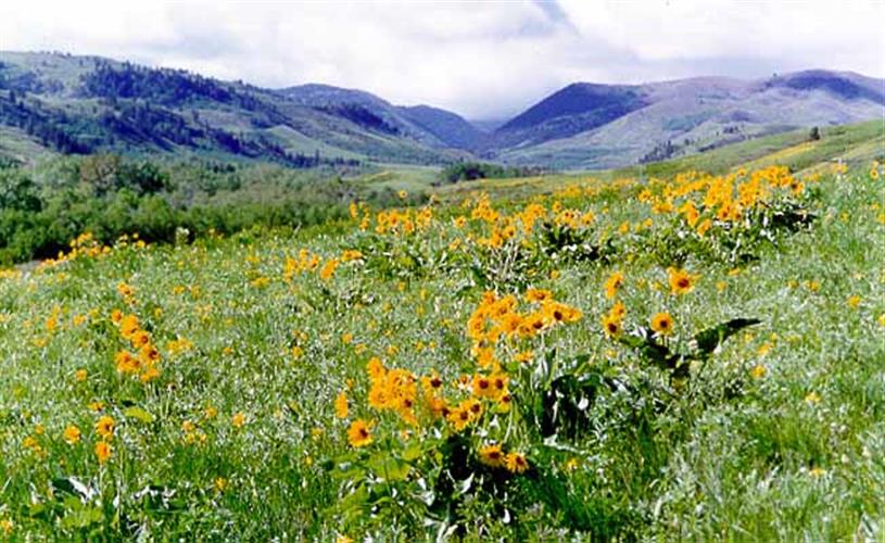 Beaver Creek Park: wild flowers at Beaver Creek Park