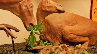 Depot Museum: exhibit