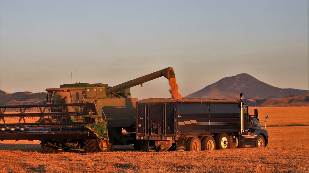 Harvest near Highwood Mountains