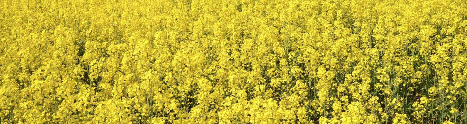 Canola
