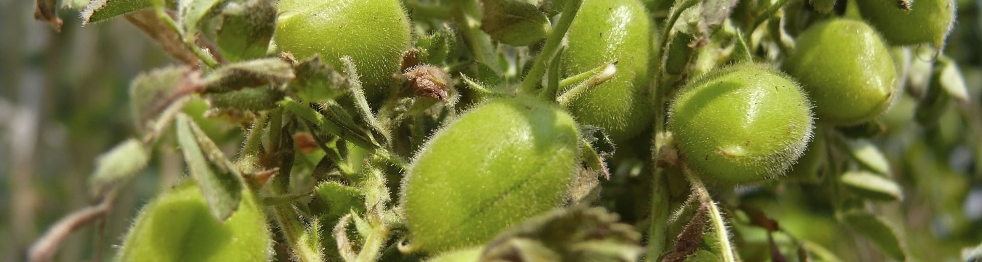 Chickpeas