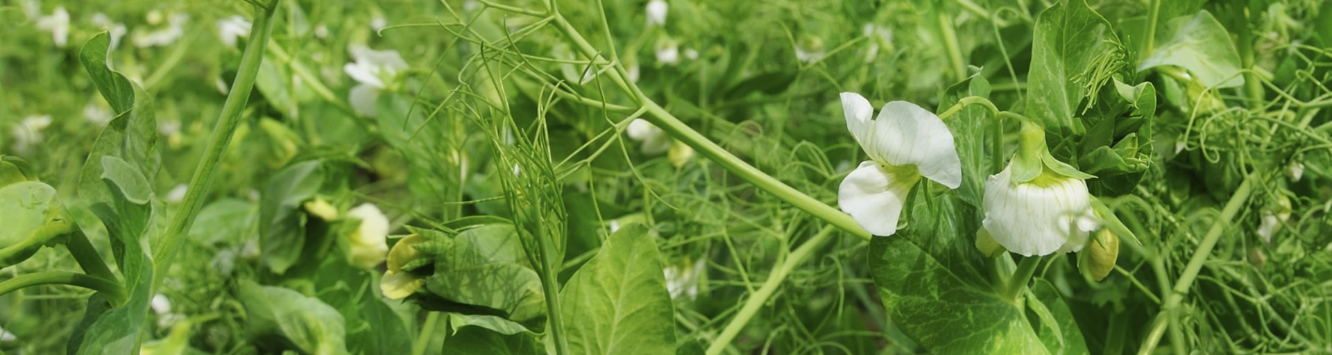 Field Peas