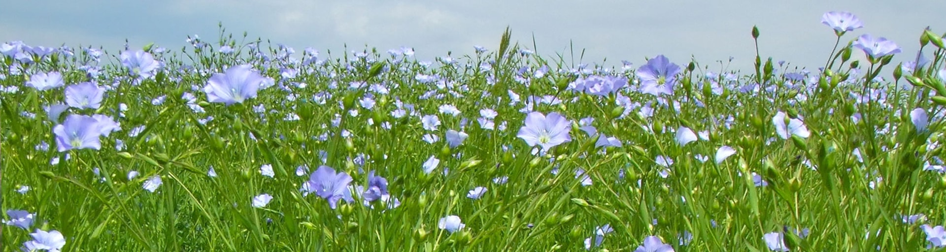 Flax