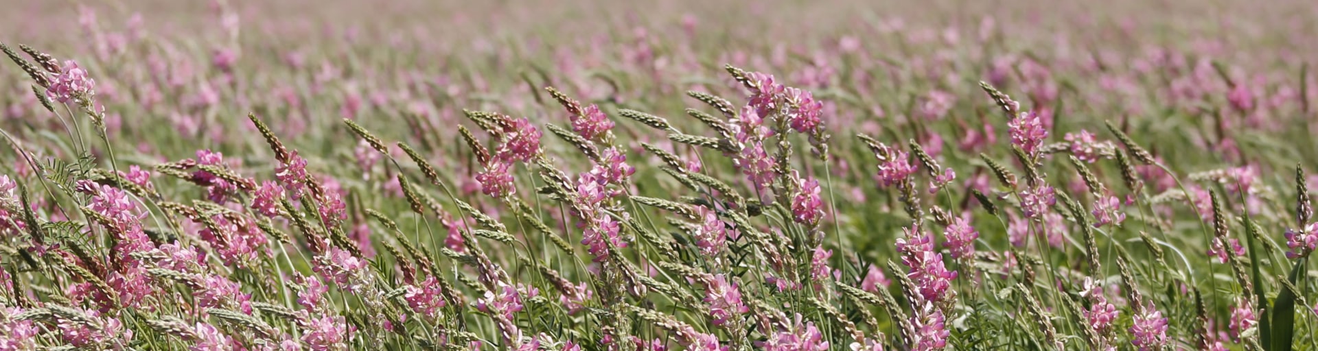 Sainfoin